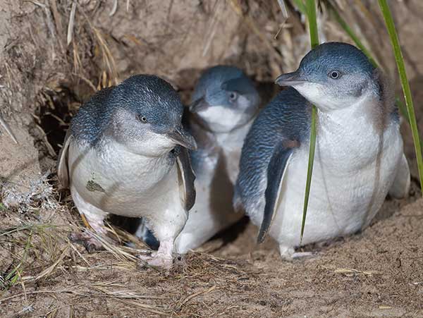 East Kangaroo Island Attractions Penguins