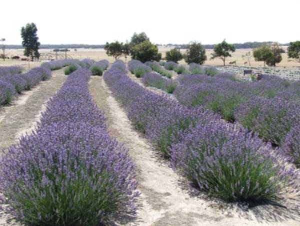 North Kangaroo Island Attractions Lavender Fields