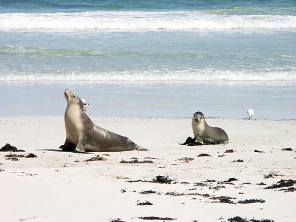 south Kangaroo Island attractions Seals